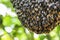 The swarm of bees gathered to build honeycomb on the branches