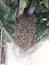 Swarm of bees on hive in tree San Miguel de Allende Mexico