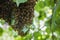 Swarm of bees - honeybees in large number on tree branch