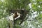 A swarm of bees on a tree in a large group. A beekeeper in a mask collects bees with a bucket. Birch bark basket