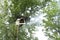 A swarm of bees on a tree in a large group. A beekeeper smokes bees with smoke for safety. Birch bark basket for