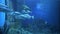 Swarm of bigeye trevally fish in aquarium.