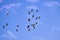 A swarm of birds on the blue sky, clouds, beauty of nature