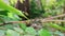 Swarm black ant on branch and green background