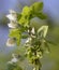 Swarm of cabbage butterflies