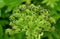 Swarm of flies on top of Angelica flowers near Seljalandsfoss, Iceland in the summer