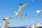 Swarm of flying sea gulls