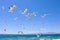 Swarm of flying sea gulls