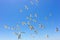 Swarm of flying sea gulls