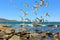 Swarm of flying sea gulls