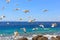 Swarm of flying sea gulls