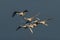 Swarm flying whooper swans, Cygnus cygnus, in winte