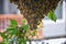Swarm of Honey Bees, a eusocial flying insect within the genus Apis mellifera of the bee clade. Swarming Carniolan Italian honeybe