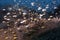 Swarm of juvenile fish over coral reef in Balicasad Island