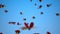 Swarm of Ladybugs