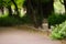 Swarm of mosquitoes at Umekoji Park in Kyoto, Japan.