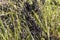 A swarm of newborn baby locusts on the green grass
