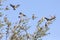 Swarm of Red Headed Finches in a Kalahari thorn tree and blue sk