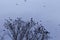 Swarm of rooks Corvus frugilegus on a resting tree