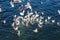 Swarm of seagulls fighting in ocean