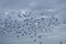 Swarm seagulls over Dutch Northsea