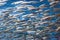 Swarm of silver fishes in the sea