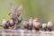 Swarm of small and beautiful Common Waxbill drinking water at po