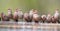 Swarm of small and beautiful Common Waxbill drinking water at po