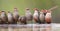 Swarm of small and beautiful Common Waxbill drinking water at po