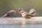 Swarm of small and beautiful Common Waxbill drinking water at pond