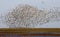 Swarm of Snow Geese