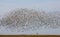 Swarm of Snow Geese