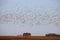 Swarm of Snow Geese