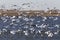 Swarm of Snow Geese