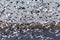 Swarm of Snow Geese