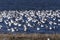 Swarm of Snow Geese