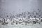 swarm of starlings in dutch winter landscape with trees