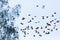 Swarm of starlings sturnus vulgaris passing in front of tree