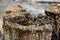 Swarm of Termites on a rowing tree stump