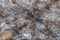 Swarm of weaver ants feeding on the black polyrhachis ant