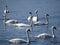 A swarm of white swans