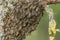 A swarm of wild honey bees on a dry tree. Close-up photo