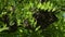 Swarming bees. Formation of a new colony family bees on a branch of a Black locust tree. Swarm of honey bees