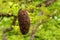 Swarming honey bees in a tree.