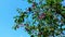 Swaying branches with ripe cherries on a blue sky background