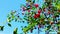 Swaying branches with ripe cherries on a blue sky background