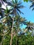 Swaying Giants: Tall Coconut Trees Caressed by the Wind in Central Sulawesi, Indonesia