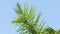 Swaying palm frond on blue sky background