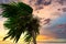 Swaying palm tree in storm, palm tree in blowing wind. Waving leaves with beautiful evening sky