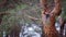 Swaying Pine Bark In The Autumn Forest